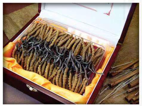 火炬开发区街道冬虫夏草回收